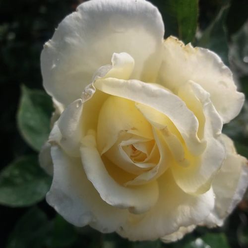 Shop - Rosa Erény - weiß - teehybriden-edelrosen - diskret duftend - Márk Gergely - Ihre Blüte ist gefüllt, hat einen schwach zitronengelben Stich und einen Durchmesser von 10 cm. Die Blütezeit beginnt Mitte Mai und dauert bis zum ersten Frost an. Sie ist
